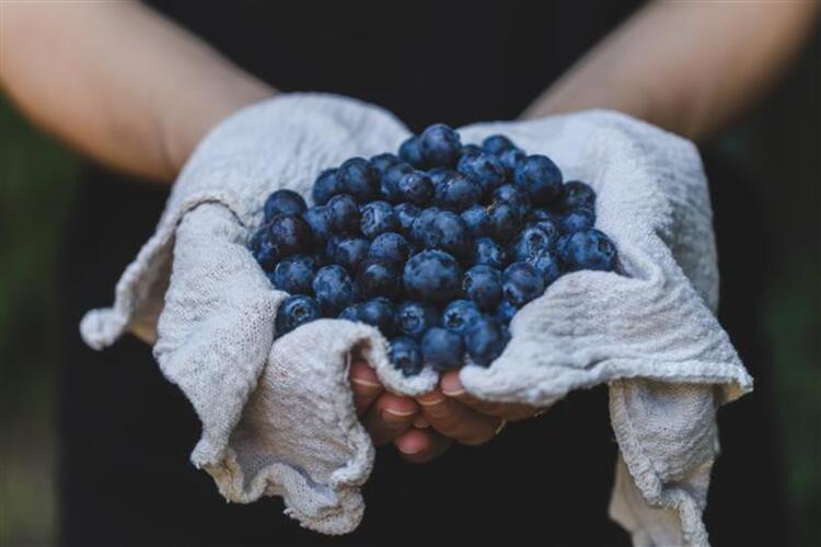 YABAN MERSİNİ Yaban mersini ve diğer koyu renkli çileksi meyveler, tıpkı yeşil yapraklı sebzeler gibi anti-inflamatuar ve antioksidan etkilerinin oldukça güçlü besinler. Antioksidanlar beynin yaşlanmasına ve nörodejeneratif hastalıklara zemin hazırlayan oksidatif strese karşı savaş açarlar. Özellikle yaban mersininin, içindeki antioksidanlarla beyin hücreleri arasındaki sinyal iletimini geliştirebileceği gösterilmiştir. Yaban mersini aynı zamanda hafızayı iyileştirmeye ve kısa süreli hafıza kaybını geciktirmeye de yardımcı oluyor. Mevsiminde taze yemenizin önerildiği koyu renkli çileksi meyvelerden, mevsimi dışında dondurulmuş ya da kurutulmuş olarak tüketerek de faydalanabilirsiniz.
