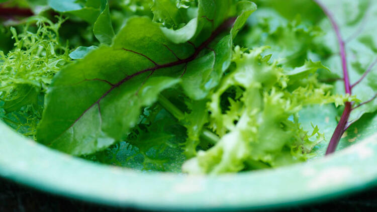 Yeşillik Kahvaltıda yeşillikler de hem hazmın kolaylaşmasını hem de ekstra vitamin ve mineral ihtiyacının karşılanması için önemlidir.Unutmayın yeşil sebzeler de protein ve karbonhidrat kaynağıdır.Bunları tüketerek bedenin kendisini yapılandırmasını kolaylaştırırız.